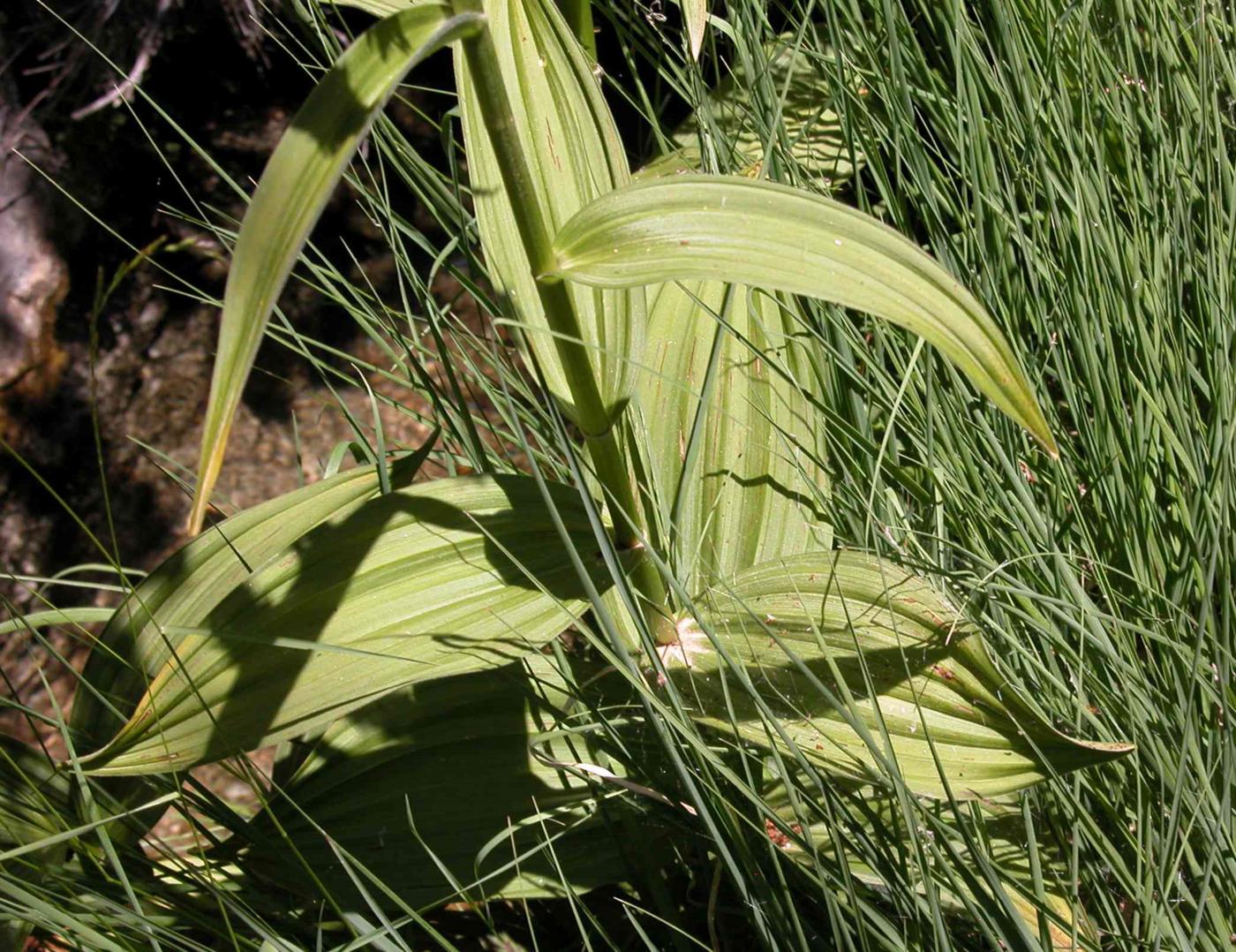 White False Helleborine leaf